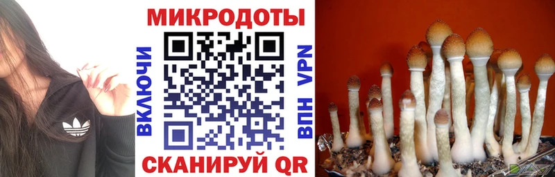 Галлюциногенные грибы Psilocybine cubensis  Самара 